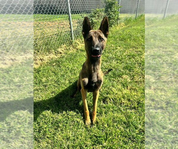 Medium Photo #1 Mutt Puppy For Sale in Imlay City, MI, USA