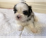 Small Photo #16 Shih Tzu Puppy For Sale in ARDEN, NC, USA