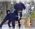 Puppy Yellow Miniature Labradoodle
