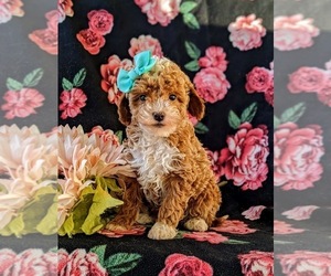 Poodle (Toy) Puppy for sale in KIRKWOOD, PA, USA