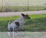 Puppy Yoda Jack Russell Terrier