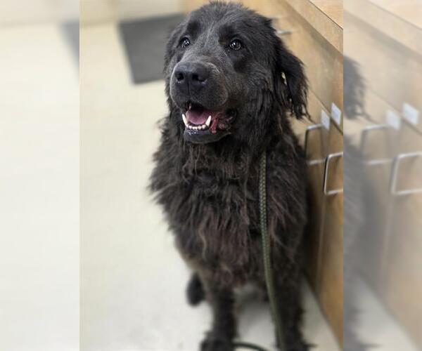 Medium Photo #1 Mutt Puppy For Sale in Center Township, PA, USA