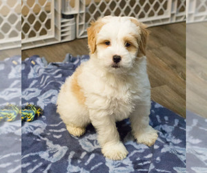 Goldendoodle Puppy for sale in MILWAUKEE, WI, USA