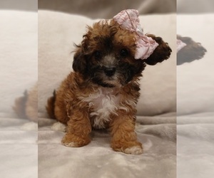 Doxiepoo (Miniature) Puppy for Sale in BURLINGTON, Massachusetts USA
