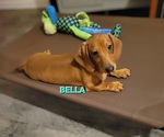 Small #1 Dachshund