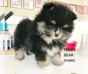 Pomeranian Puppy for sale in DAWSONVILLE, GA, USA