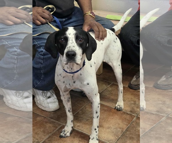 Medium Photo #1 Pointer-Unknown Mix Puppy For Sale in Amarillo, TX, USA