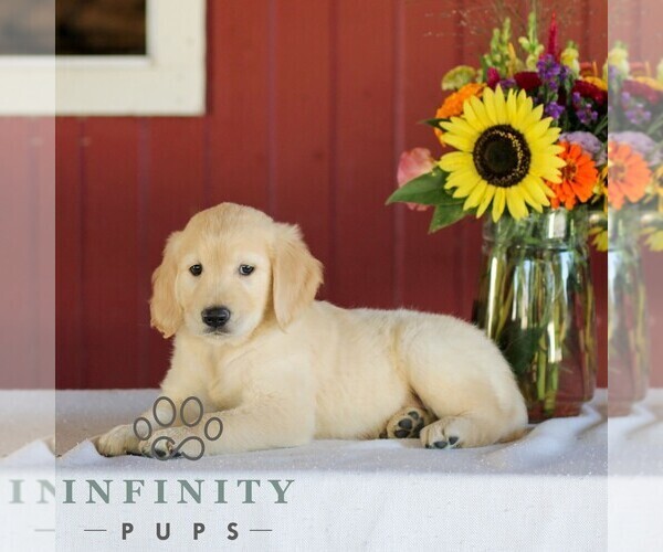 Medium Photo #3 Golden Retriever Puppy For Sale in MANHEIM, PA, USA