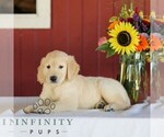 Small Photo #3 Golden Retriever Puppy For Sale in MANHEIM, PA, USA