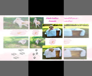 Goldendoodle Puppy for Sale in LYNN HAVEN, Florida USA