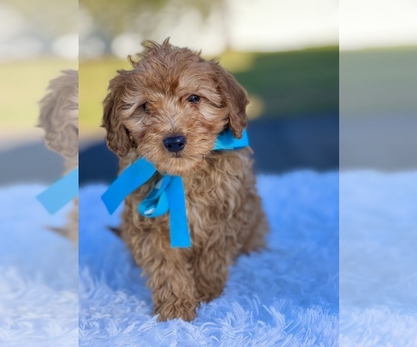Medium Photo #4 Goldendoodle (Miniature) Puppy For Sale in FROSTPROOF, FL, USA