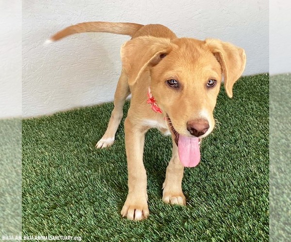 Medium Photo #3 Labrador Retriever-Unknown Mix Puppy For Sale in San Diego, CA, USA