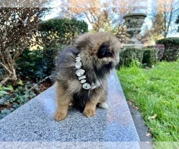 Medium Photo #61 Pomeranian Puppy For Sale in HAYWARD, CA, USA