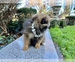 Small Photo #61 Pomeranian Puppy For Sale in HAYWARD, CA, USA