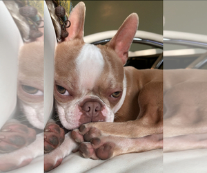 Father of the Boston Terrier puppies born on 05/20/2025