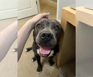 CRUMPET - Male Mutt Dog for Adoption - Photo #5