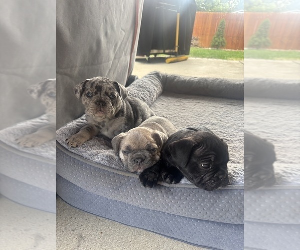 Medium Photo #1 French Bulldog Puppy For Sale in THORNTON, CO, USA