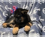 Small Photo #5 German Shepherd Dog Puppy For Sale in EAST EARL, PA, USA