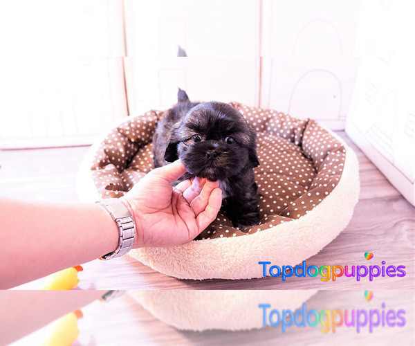 Medium Photo #2 Shih-Poo Puppy For Sale in FULLERTON, CA, USA
