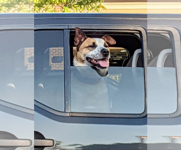 Medium Photo #19 Mutt Puppy For Sale in Rockaway, NJ, USA