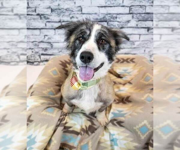 Medium Photo #4 Basset Hound-Collie Mix Puppy For Sale in Kennesaw, GA, USA