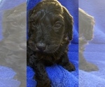 Small Photo #54 Goldendoodle Puppy For Sale in DYERSBURG, TN, USA