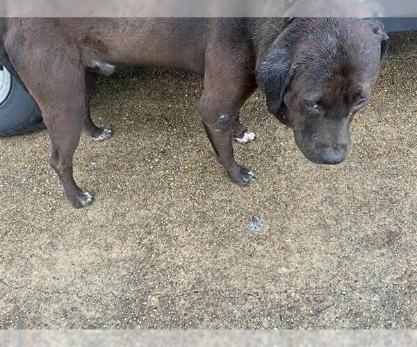 Medium Photo #1 American Pit Bull Terrier-Unknown Mix Puppy For Sale in Houston, TX, USA