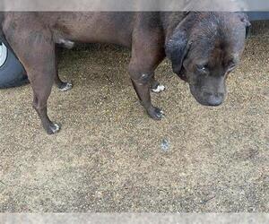 American Pit Bull Terrier-Unknown Mix Dogs for adoption in Houston, TX, USA