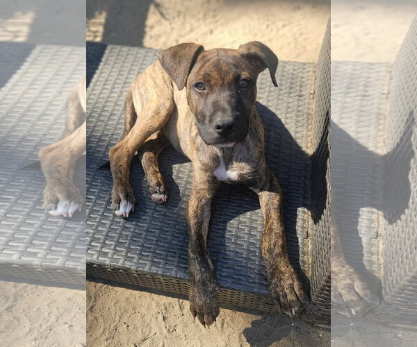 Medium Photo #3 Mutt Puppy For Sale in Woodbury, NY, USA