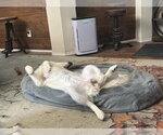 Small #3 Great Pyrenees Mix