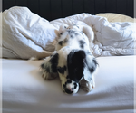Small #3 Dalmatian