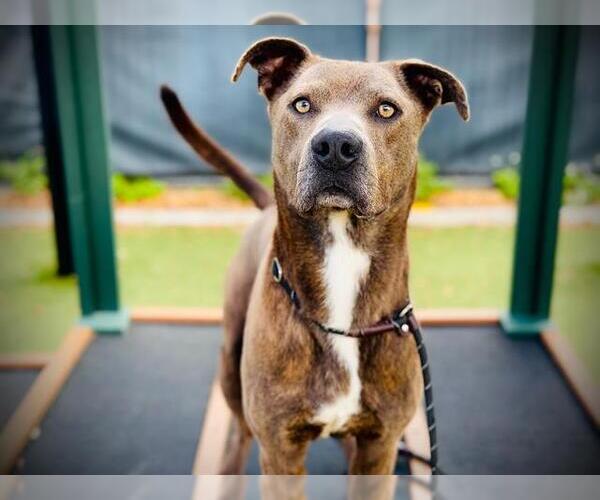 Medium Photo #1 Mutt Puppy For Sale in Sanford, FL, USA