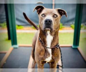 Mutt Dogs for adoption in Sanford, FL, USA