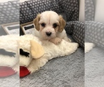Small Photo #11 Cavachon Puppy For Sale in SILEX, MO, USA