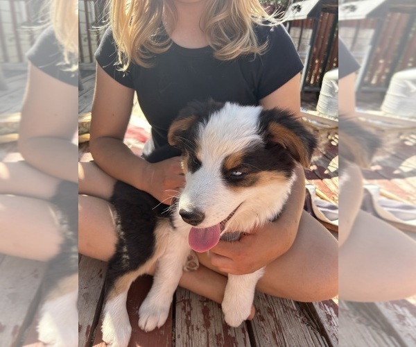 Medium Photo #7 Australian Shepherd Puppy For Sale in COTOPAXI, CO, USA