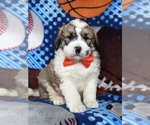 Saint Berdoodle Puppy for sale in OXFORD, PA, USA