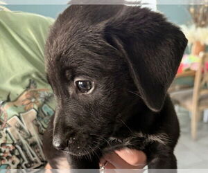 Gollie Dogs for adoption in Canton, CT, USA