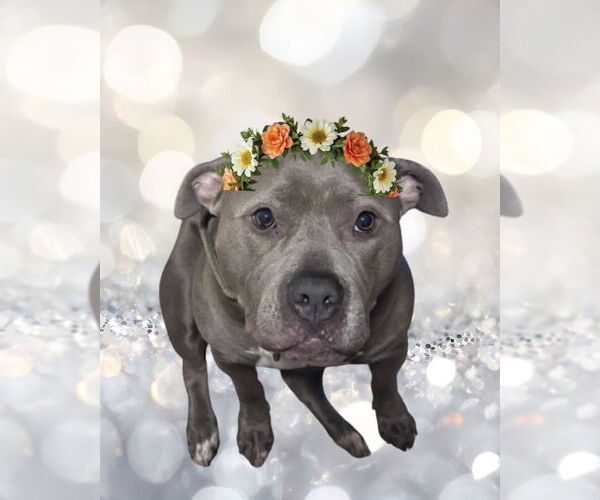 Medium Photo #1 American Pit Bull Terrier-Staffordshire Bull Terrier Mix Puppy For Sale in San Diego, CA, USA