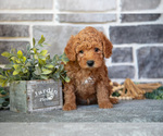 Small #1 Goldendoodle (Miniature)
