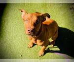 Small American Pit Bull Terrier