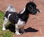 Small Photo #4 Havanese Puppy For Sale in WINSTON SALEM, NC, USA
