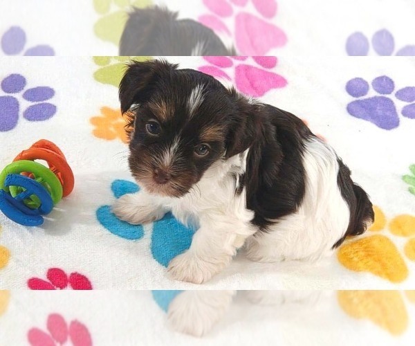 Medium Photo #6 Havashire Puppy For Sale in ORO VALLEY, AZ, USA