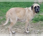 Small Photo #15 Mastiff Puppy For Sale in INDIANAPOLIS, IN, USA