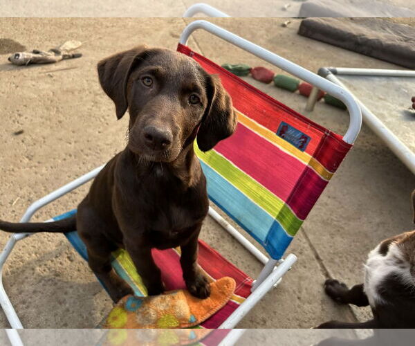 Medium Photo #1 Labrador Retriever Puppy For Sale in Clovis, CA, USA