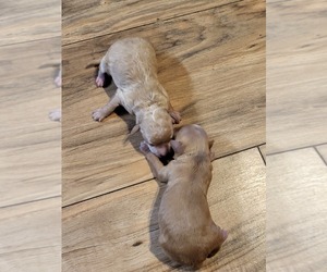 Poodle (Miniature) Puppy for sale in OKEECHOBEE, FL, USA