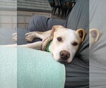 Small #18 Labrador Retriever Mix