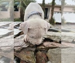 Small #4 Dogo Argentino