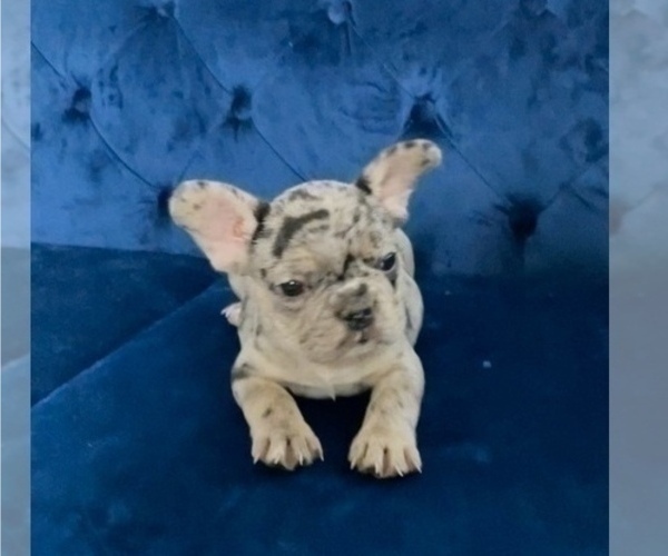 Medium Photo #20 French Bulldog Puppy For Sale in ATLANTA, GA, USA