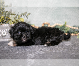 Medium Havanese