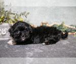 Puppy Celeste Havanese